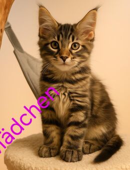 Reinrassige Maine Coon Kitten - Herzogenrath