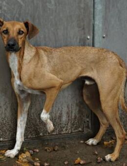 Miki, freundlich, agil, verspielt - Westerholt