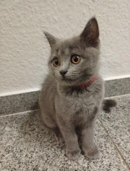 3 Süsse BKH Kitten - Krefeld