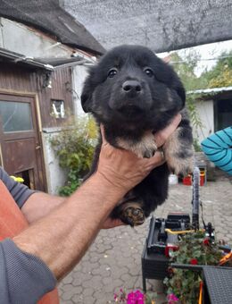 7x labrador Mix kleinbleibend - Wurzen