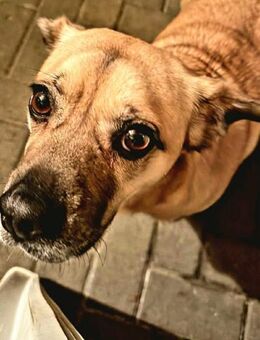 Ebba - kleine Herzensdame - Löwenberger Land