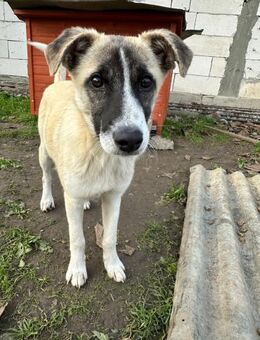 Rüden Welpe Lio - Rambin