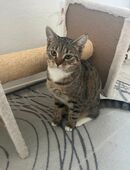 Katze zu verkaufen 6 Monate alt in 51069