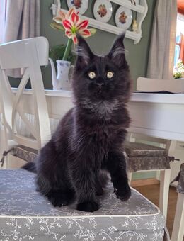 Maine Coon Katerchen in black sucht noch das passende Zuhause - Freital