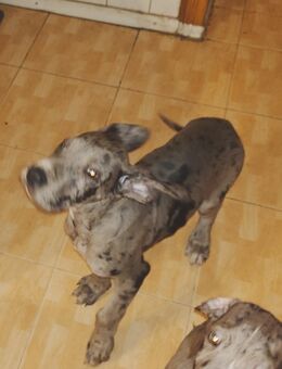 Deutsche Doggen Mädchen - Lübtheen Zentrum