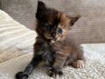 Maine Coon Kitten in 98724