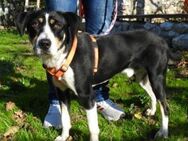 ARTEMIS - Ratingen