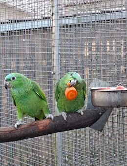 Hybrid- Jungamazonen zu verkaufen - Cottbus