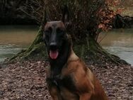 Malinois Hündin sucht ein liebevolles Zuhause - Paderborn