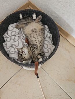 BKH Kitten - Bischofsheim