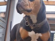 Wurfankündigung Old English Bulldog - Fambach