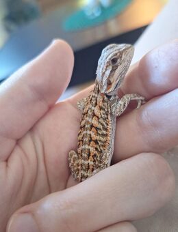 Bartagame Pogona Vitticeps ab sofort abzugeben - Neumünster
