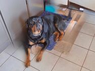 Sanfte Rottweiler-Dame sucht liebevolles Zuhause - Bottrop