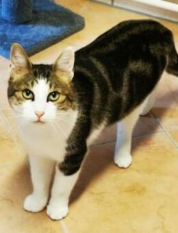 Selimi gern als Einzelkatze - Heinsdorfergrund