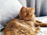 BLH Katze sucht neu zu Hause - Bad Oeynhausen