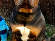 American Bully XL Welpen - Edewecht