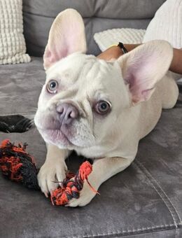 Französische bulldogge - Tübingen