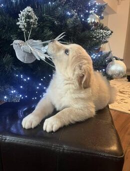 Frida - in RO ausgesetzt - mag Katzen - Blankenheim (Nordrhein-Westfalen)