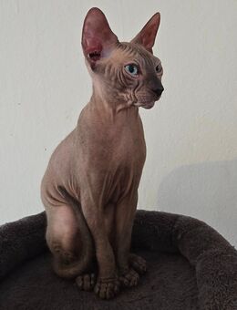 Weiße Sphynx Kitten Junge - Plattling