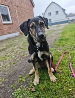 💚Fröhlicher Finnley sucht sein Glück 💚 - Eislingen (Fils)