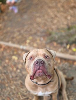 American bully xl Sucht ENDPLATZ - Staufenberg (Hessen)