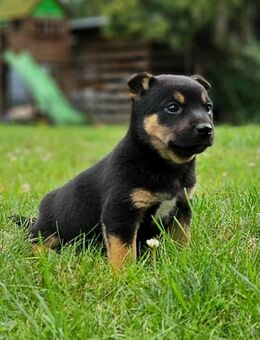 Shiba Inu x Jack Russell Welpen - Espelkamp
