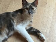 Main coon mix Katze zu verkaufen - Schweinfurt Zentrum