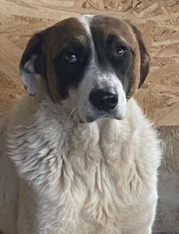 ❣️NOTFALL Dallas wird gemobbt 🐶❣️ - Eislingen (Fils)