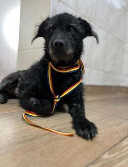 Luca sucht seine Familie - Schwaig (Nürnberg)