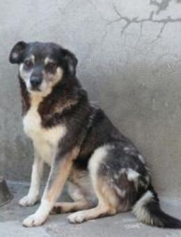 Oldie Idefix sucht warmes Körbchen - München