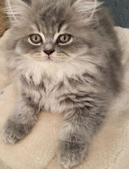 Britisch Langhaar/Maine Coon Mix - Herne Mitte