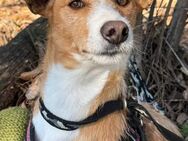 Vincent, liebevoller Podenco-Mix - Talkau