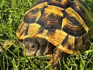 Griechische Landschildkröten - Wetter (Hessen)