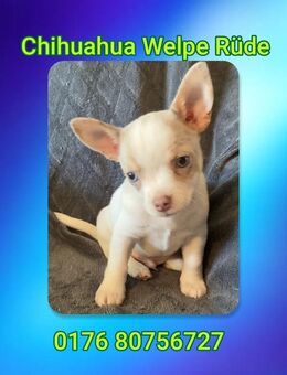Chihuahua Welpe Rüde reinrassig - Hannover Bothfeld-Vahrenheide