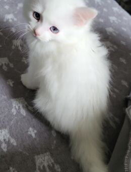 Türkisch Angora Mix - Völklingen Zentrum