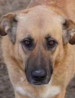 Wilhelmine Johanna, geb. ca. 10/2019, GR - Markdorf