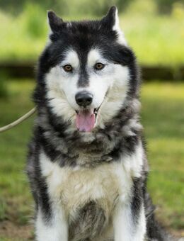 Morrison - sanfter Riese sucht ... - Obertshausen