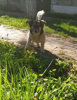 Polina - Mönchengladbach