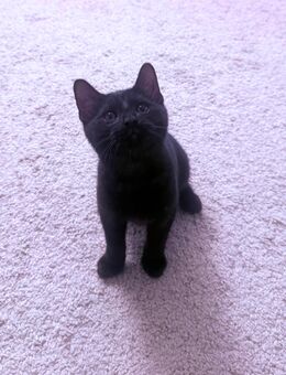 Baby Kater 3 Monate alt - Filderstadt Zentrum
