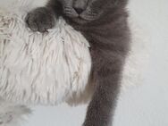 Bkh kitten blue kater - Worms