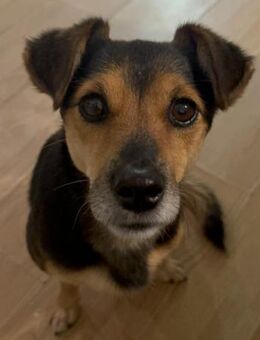 Roby 💗 aktiver, verschmuster Rollibub! - Hamburg