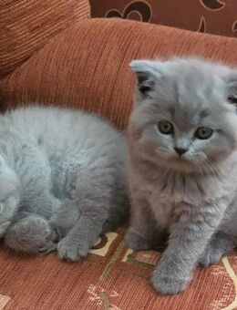 Reinrassige BKH-BLH Kitten - Northeim