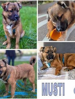 MUSTI -rundum tolles Hundekind- - Duisburg