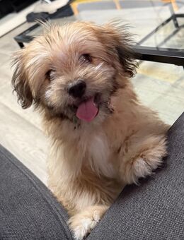 Shih Tzu Mix 4 Monate alt - Dortmund Westerfilde