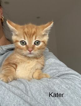 BKH Mix Kitten suchen liebevolles Zuhause - Gronau (Westfalen)