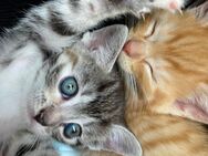 Der Nachwuchs unserer jüngeren Katze - Saterland