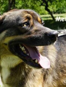 Medo Spiel, Spaß, Spannung ... - Kissing