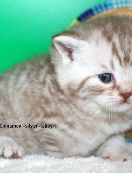 Das BESONDERE !! Britisch Kurzhaar Babys in Chocolate-Silver-Tabby u. Cinnamon-silver-Tabby !! - Köln