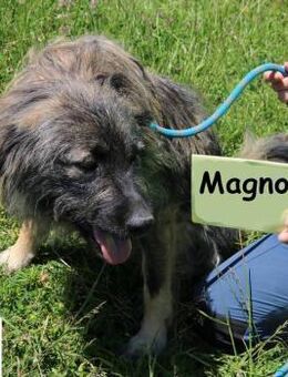 Magnolia Ein Engel auf drei Beinen - Kissing