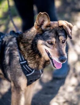 Stanka - endlich wieder eine warme Decke - Berlin